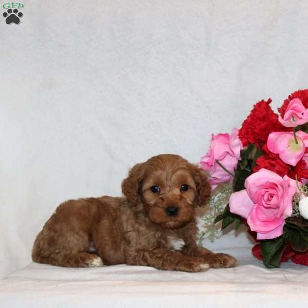 Moose, Mini Goldendoodle Puppy